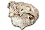 Superb, Fossil Oreodont (Merycoidodon) Skull - South Dakota #355527-2